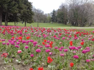 The Sea Garden