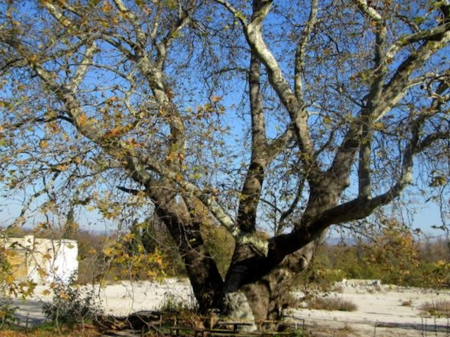 Oldest Tree -Varna