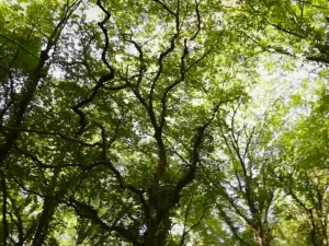 Golden Sands Nature Park