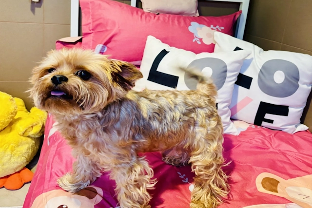 Dog